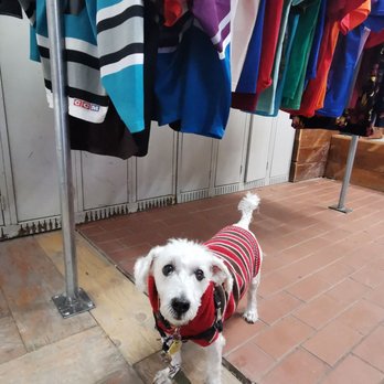 Thus Thrift - Doggos welcome - Thrift Stores Near Me - Toronto, Ontario Thus Thrift - Doggos welcome - Thrift Stores Near Me - Toronto, Ontario