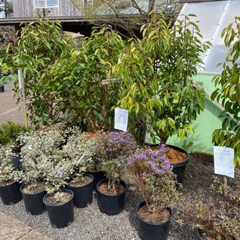 Blake's Coastal Nursery - a variety of plants - Nurseries & Gardening Near Me - Gleneden Beach, Oregon Blake's Coastal Nursery - a variety of plants - Nurseries & Gardening Near Me - Gleneden Beach, Oregon