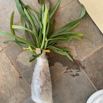 Ty Ty Nursery - This is all that I received.  All 6 "1 gallon bulbs (bundled together) from Tyty. - Nurseries & Gardening Near Me - Ty Ty, Georgia