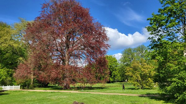 Fürst-Pückler-Museum Park und Schloss Branitz by null