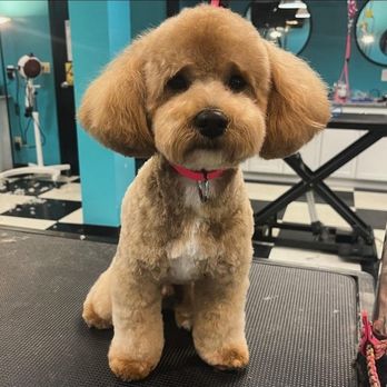 WüF Pet Spa - Teddy - Pet Groomers Near Me - Cincinnati, Ohio