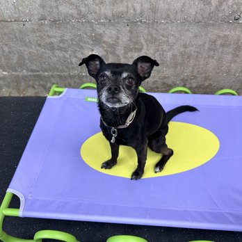 Pup Kulture Daycare - Pet Groomers Near Me - Pasadena, California