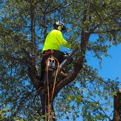 ZebraScapes Landscaping - Landscaping, Irrigation, Tree Services