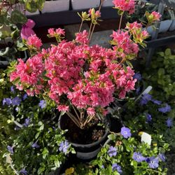 Big Oak Nursery