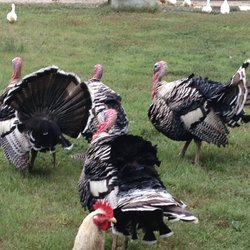 Miss Plum’s Farm Stand - Narragansett Turkeys