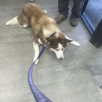 Dog House Miami - Pet Sitting Near Me - Miami Lakes, Florida