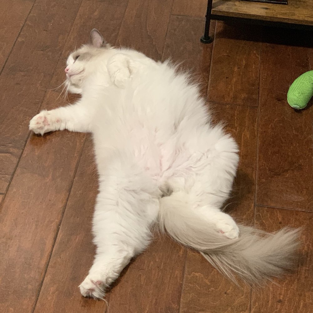 Ragdolljjsweeti - Haru lazy - Pet Breeders Near Me Ragdolljjsweeti - Haru lazy - Pet Breeders Near Me