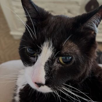 Key West Vets and Pets - This is my kitty that was at deaths door when the blood was drawn - Veterinarians Near Me - Key West, Florida Key West Vets and Pets - This is my kitty that was at deaths door when the blood was drawn - Veterinarians Near Me - Key West, Florida