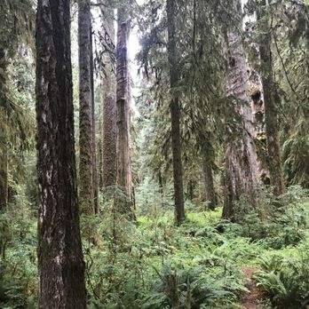 Hoh Rainforest - Hiking Near Me - Forks, Washington Hoh Rainforest - Hiking Near Me - Forks, Washington