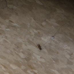 One of the hundreds of dead roaches that appear of out of thin air