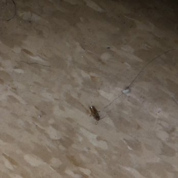 LeFrak City - One of the hundreds of dead roaches that appear of out of thin air - Apartments Near Me - Elmhurst, New York
