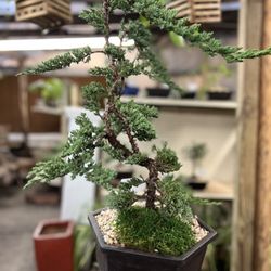 Sunshine Miniature Trees - Juniper bonsai
