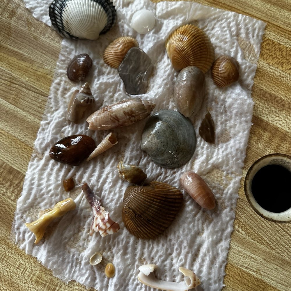 Shells from the beach Shells from the beach