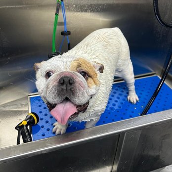 Petbar - Pet Groomers Near Me - Houston, Texas Petbar - Pet Groomers Near Me - Houston, Texas