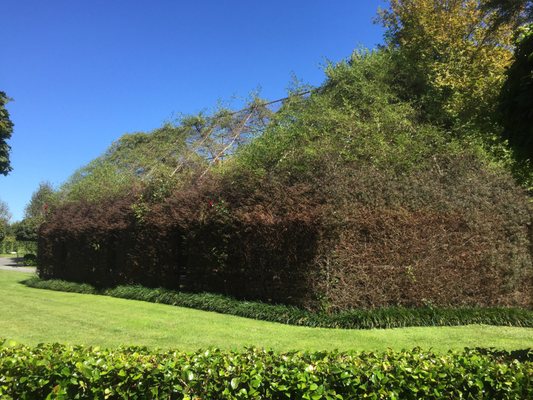 TreeChurch and Gardens by null