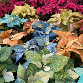 Taddeo's Greenhouses - Nurseries & Gardening Near Me - Havertown, Pennsylvania