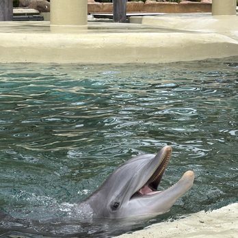 SeaWorld Orlando - Amusement Parks Near Me - Orlando, Florida