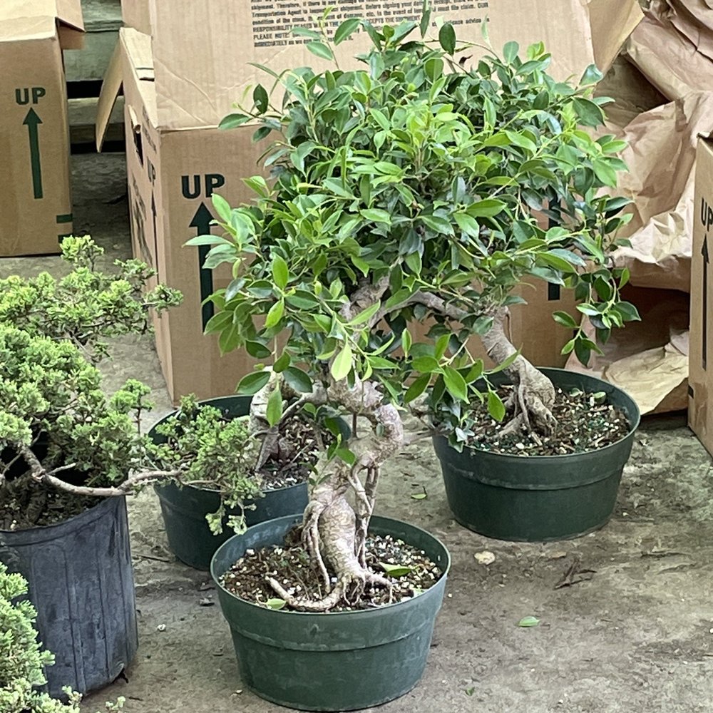 JRN Nursery - Ficus Bonsai - Nurseries & Gardening Near Me - Houston, Texas JRN Nursery - Ficus Bonsai - Nurseries & Gardening Near Me - Houston, Texas