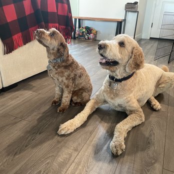 Dixie's Paws and Claws - Pet Stores Near Me - Woodland, California Dixie's Paws and Claws - Pet Stores Near Me - Woodland, California