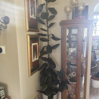 Sha’Petals Posh Plants - Repotted and stakes! - Pop-up Shops Near Me
