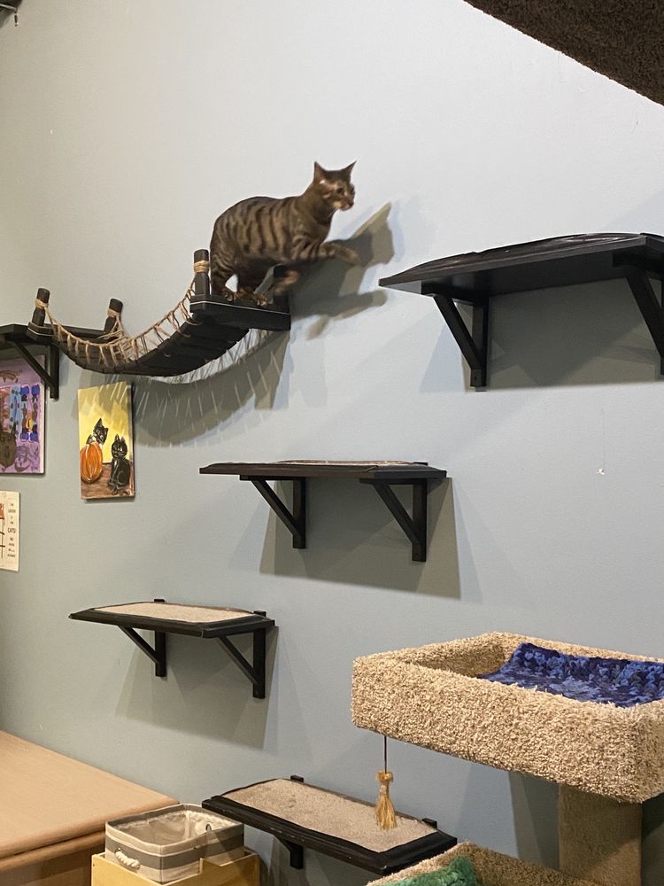 My Kitty Cafe - Photo 3