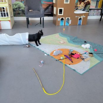 Cat Town - Some of the kitties playing in the main room - Animal Shelters Near Me - Oakland, California