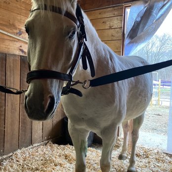 Sweet Meadow Farm - Titus - Pet Stores Near Me - Sherborn, Massachusetts