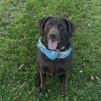 VCA Northwest Veterinary Specialists - BellaBleu - Emergency Pet Hospital Near Me - Clackamas, Oregon VCA Northwest Veterinary Specialists - BellaBleu - Emergency Pet Hospital Near Me - Clackamas, Oregon