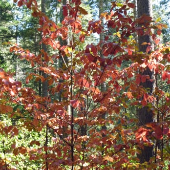 Calaveras Big Trees State Park - Dogwood in the fall - Parks Near Me - Arnold, California Calaveras Big Trees State Park - Dogwood in the fall - Parks Near Me - Arnold, California