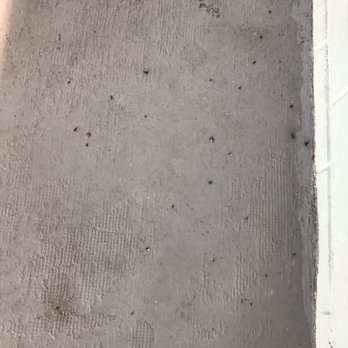 Combat Pest Control - Carpenter ants are dead now! - Pest Control Near Me Combat Pest Control - Carpenter ants are dead now! - Pest Control Near Me