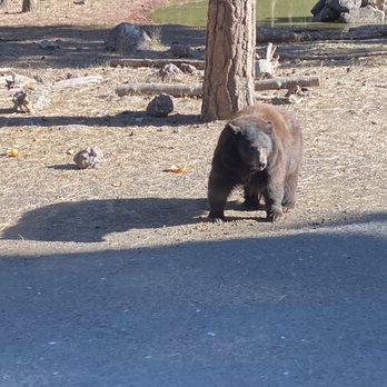 Bearizona - Zoos Near Me - Williams, Arizona
