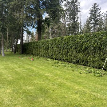 Timberwolf Tree Service - Tree Services Near Me Timberwolf Tree Service - Tree Services Near Me