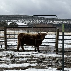 Rising K Ranch