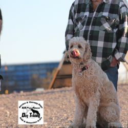 K9 Paws Behavior Dog Training