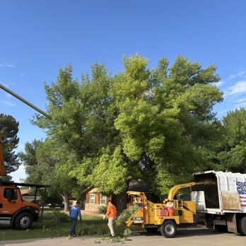 Jason's Tree Service - Before - Tree Services Near Me - Phoenix, Arizona Jason's Tree Service - Before - Tree Services Near Me - Phoenix, Arizona