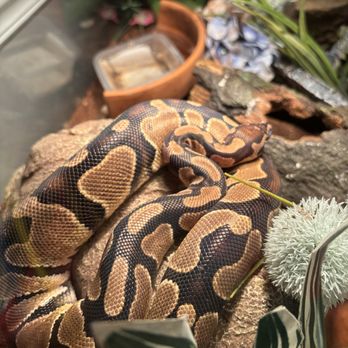 Pet Supplies Plus Cabot - Harvey. Ball Python. Loves Belly Rubs. Thinks he's a dog. - Pet Groomers Near Me - Cabot, Arkansas