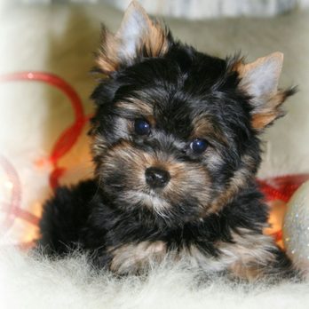Kimberlis Kuties - Pet Services Near Me Kimberlis Kuties - Pet Services Near Me