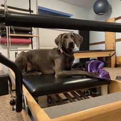 Trident K9 Consulting - Kiva at work with me !
