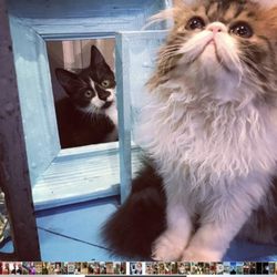 Shakespaw Cat Cafe - 'Bottom with Puck in frame'