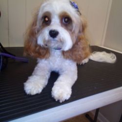 Lady & the Tramp Grooming and Boarding - Such a diva!!