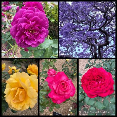 Royal Botanic Garden Sydney by null