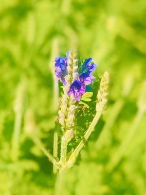 Four Mile Cove Ecological Preserve by null