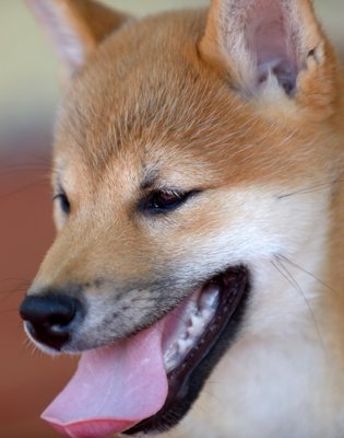 morningstar river shibas