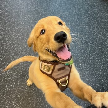 Easy Wag - Puppy - Pet Groomers Near Me - New York, New York Easy Wag - Puppy - Pet Groomers Near Me - New York, New York