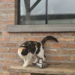 Sunnyfield Farms - Barn kitty