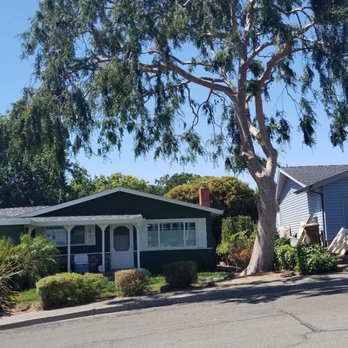 Ray's Tree Services - Massive elm tree that was trimmed - Tree Services Near Me - Vallejo, California