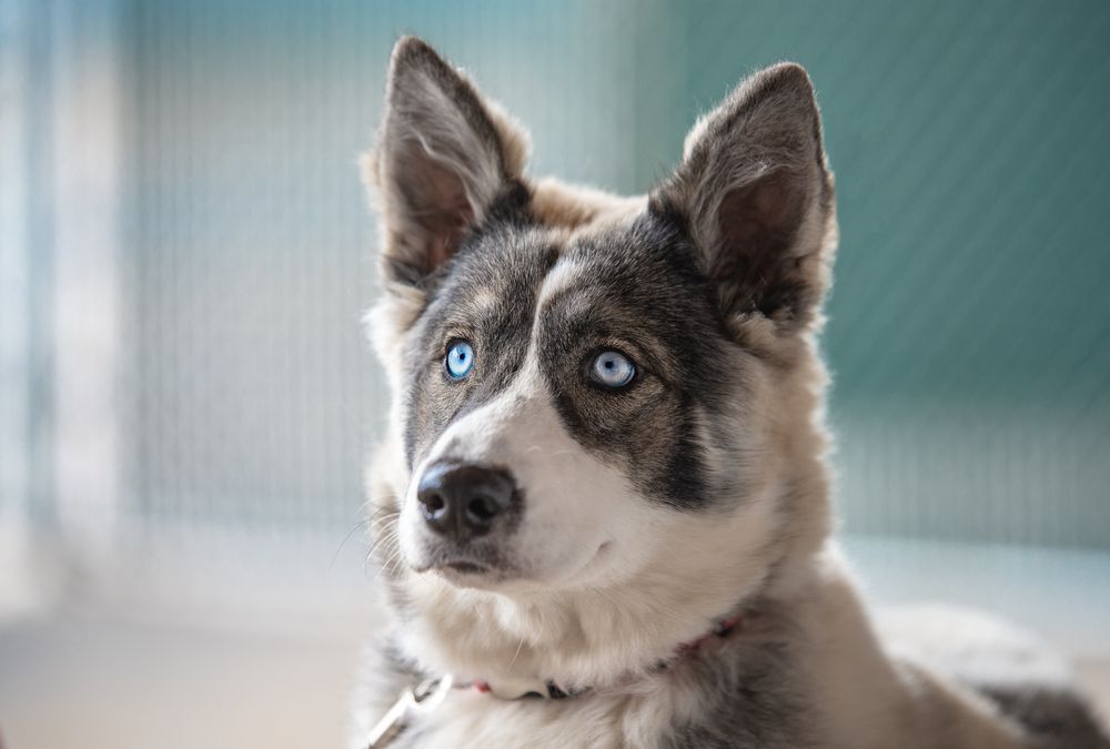 skids run dog daycare