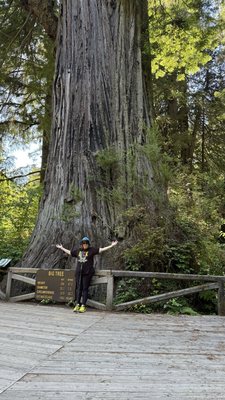 Prairie Creek Redwoods State Park by null