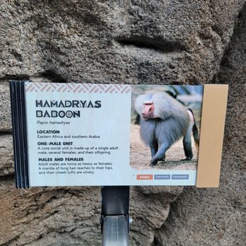 Africa Rocks - Zoos Near Me - San Diego, California Africa Rocks - Zoos Near Me - San Diego, California