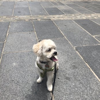 The Seaport Paw - Pet Groomers Near Me - New York, New York